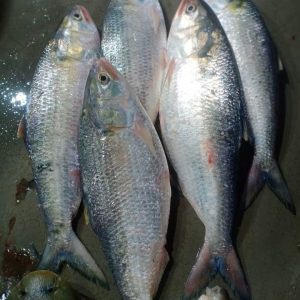 রূপালী ইলিশ