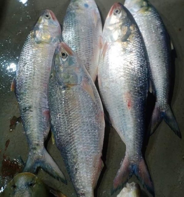 রূপালী ইলিশ