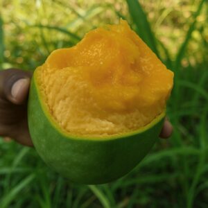 Mango - রাজশাহীর বিখ্যাত আম