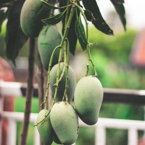 mango- আম (রুপালী)