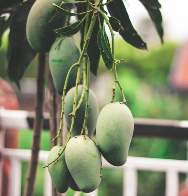 mango- আম (রুপালী)