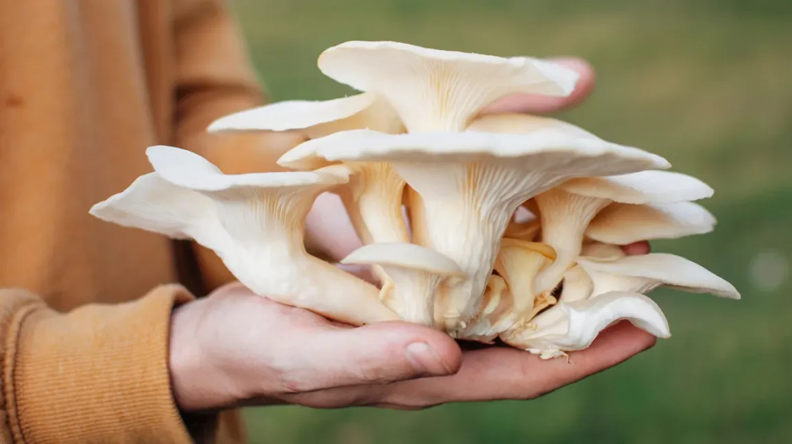 oyster mushroom boner bazar